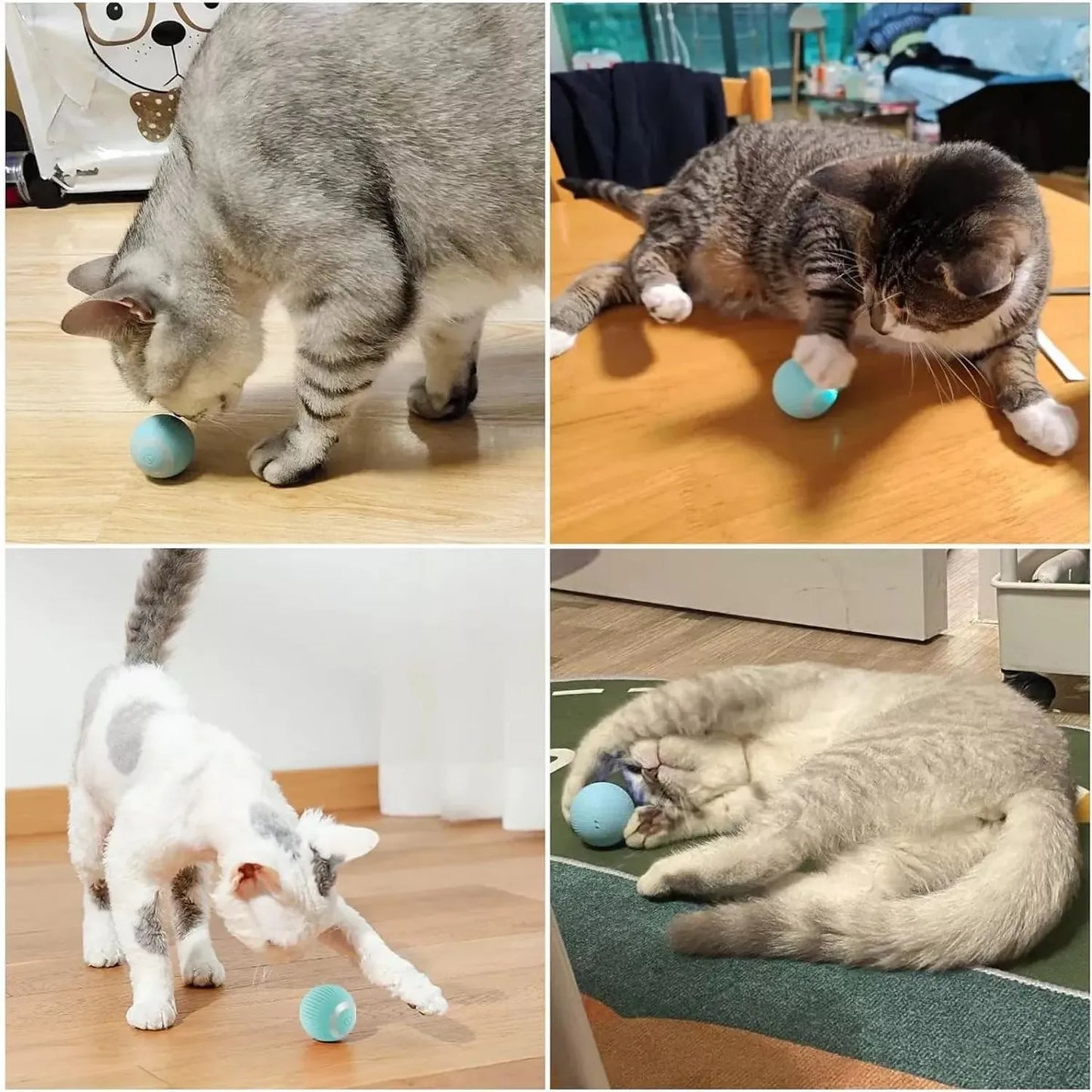 PlayCat®